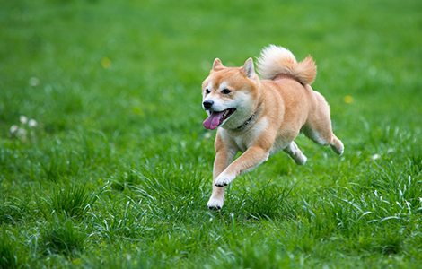 新しく子犬を飼われた方へ「すくすくコース」