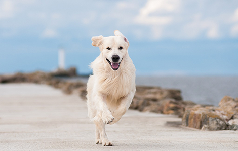 おとなになった愛犬の健康をまもりたい方へ「すこやかコース」